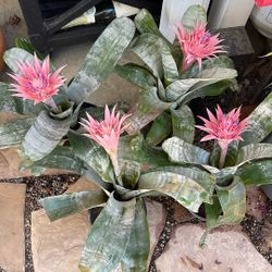 Bromeliad  1 Gallon Pot 