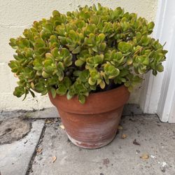 Large Outdoor Succulent & Plant Bundle – Jade, Plumeria & Arrangements