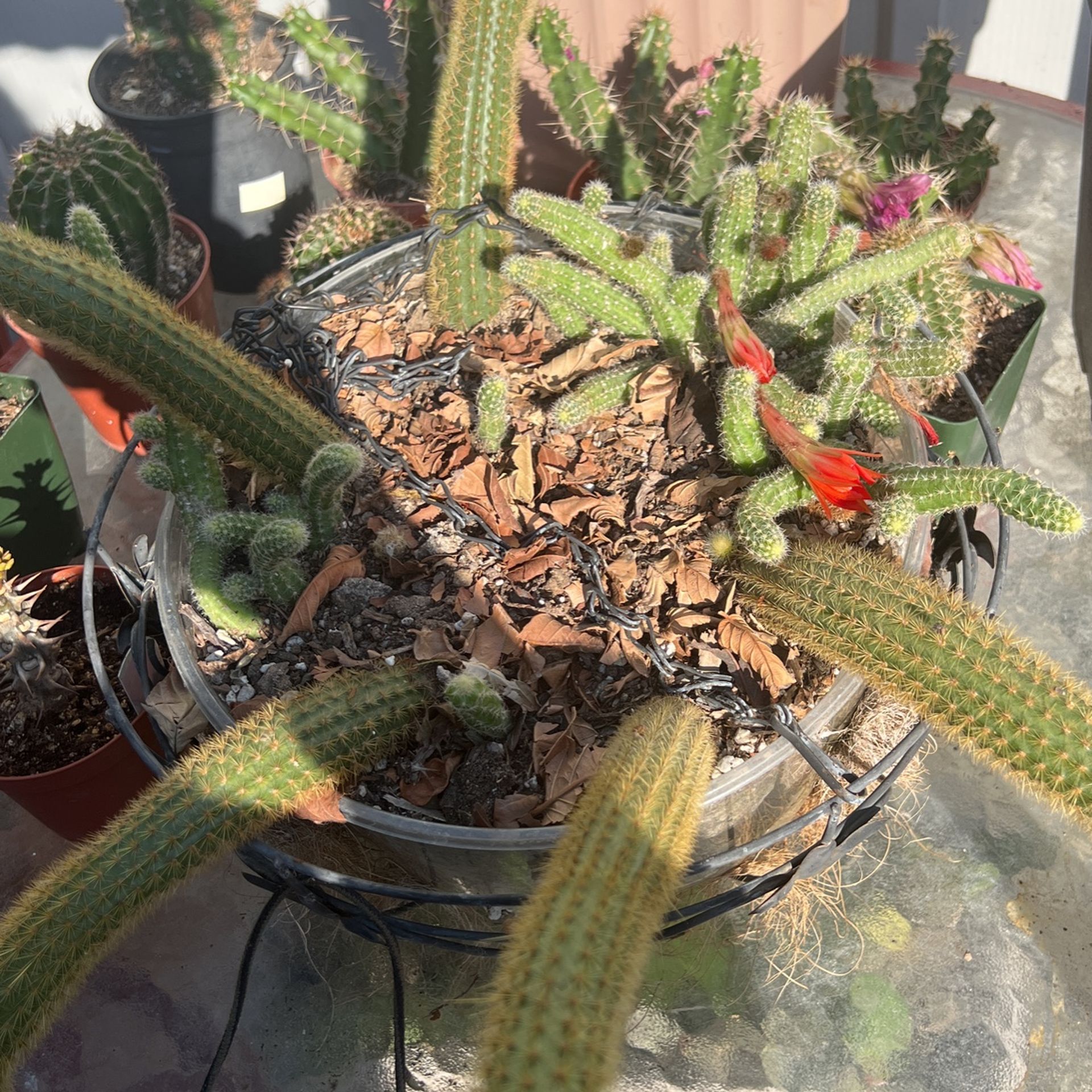 monkey tail and peanut cactus