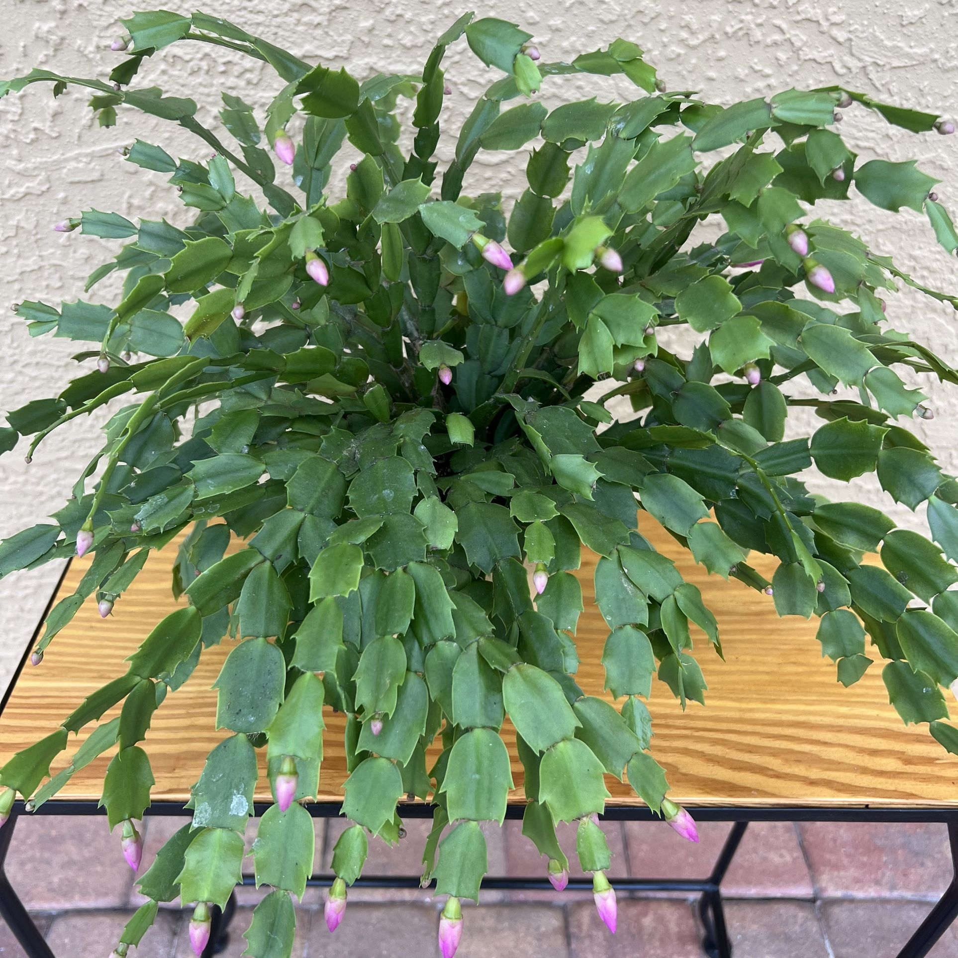 🌵✨ Beautiful Extra-Large Christmas Cactus – Pink Blooms Coming Soon! ✨🌵