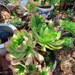 Succulants, Huge, In 5 Gallon 