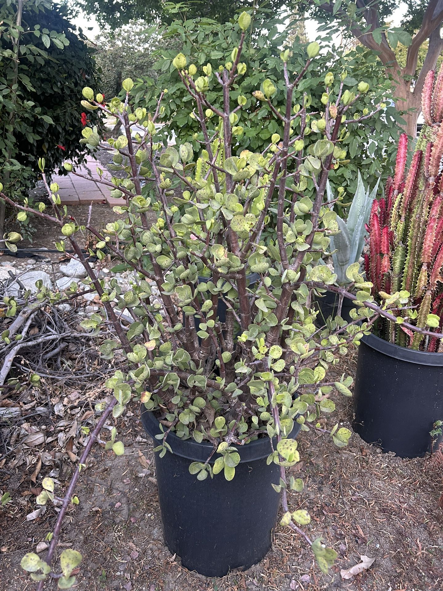 Plants (3)