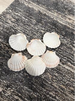 Sea shells