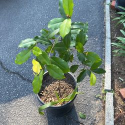 Fica Tree In Pot Decorative Green Easy To Care For 