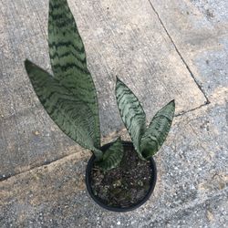 Snake Plant Free 
