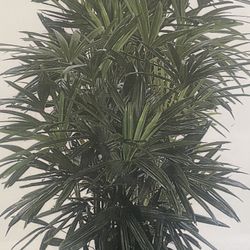 Indoor Plants For Sale