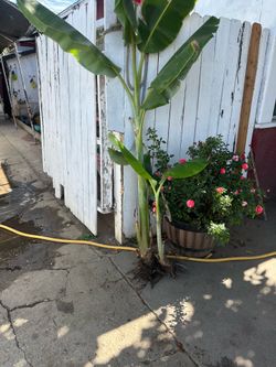 Banana tree