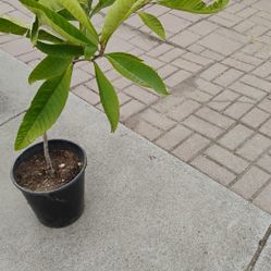 Loquat Nispero 