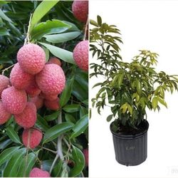 Mauritus Lychee Airlayered Trees In 3gal Arboles De Lychee Injertado En 3gal