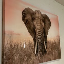 Frame Elephant 