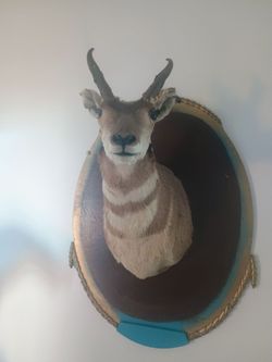 American pronghorn antelope shoulder taxidermy