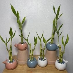Lucky Bamboo Plants In Small Ceramic Whale Pots ($5 each)