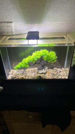 Fluval 5 gallon aquarium, beautiful decorations ready for Guppies,or￼  beta fish
