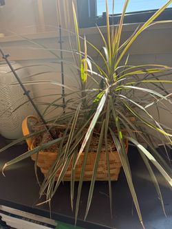 🌿 Pink Dragon Tree / Dracaena Tricolor Houseplant