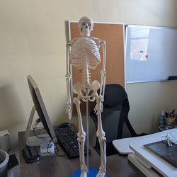Model Skeleton for Human Anatomy