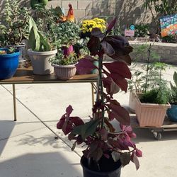 African Red Tree , Succulent And Others Plants $5. $3.  One Pot Has More Than One Plant.