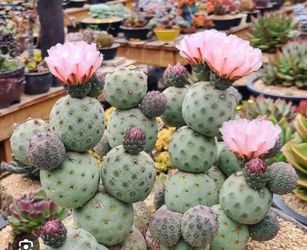 Geometricus cactus ball