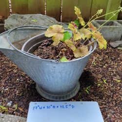 Superb, Multi- Use & Decorative Garden Metal Pail/ Planter with Heuchera