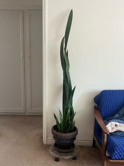6ft Snake Plant Indoor with Pot