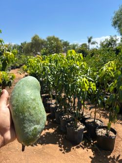 Valencia Pride Mango Trees