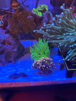 Aquarium coral decoration