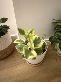 Variegated Peperomia (Baby Rubber Plant) + Saucer