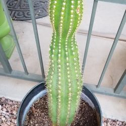 Goddess  Cactus