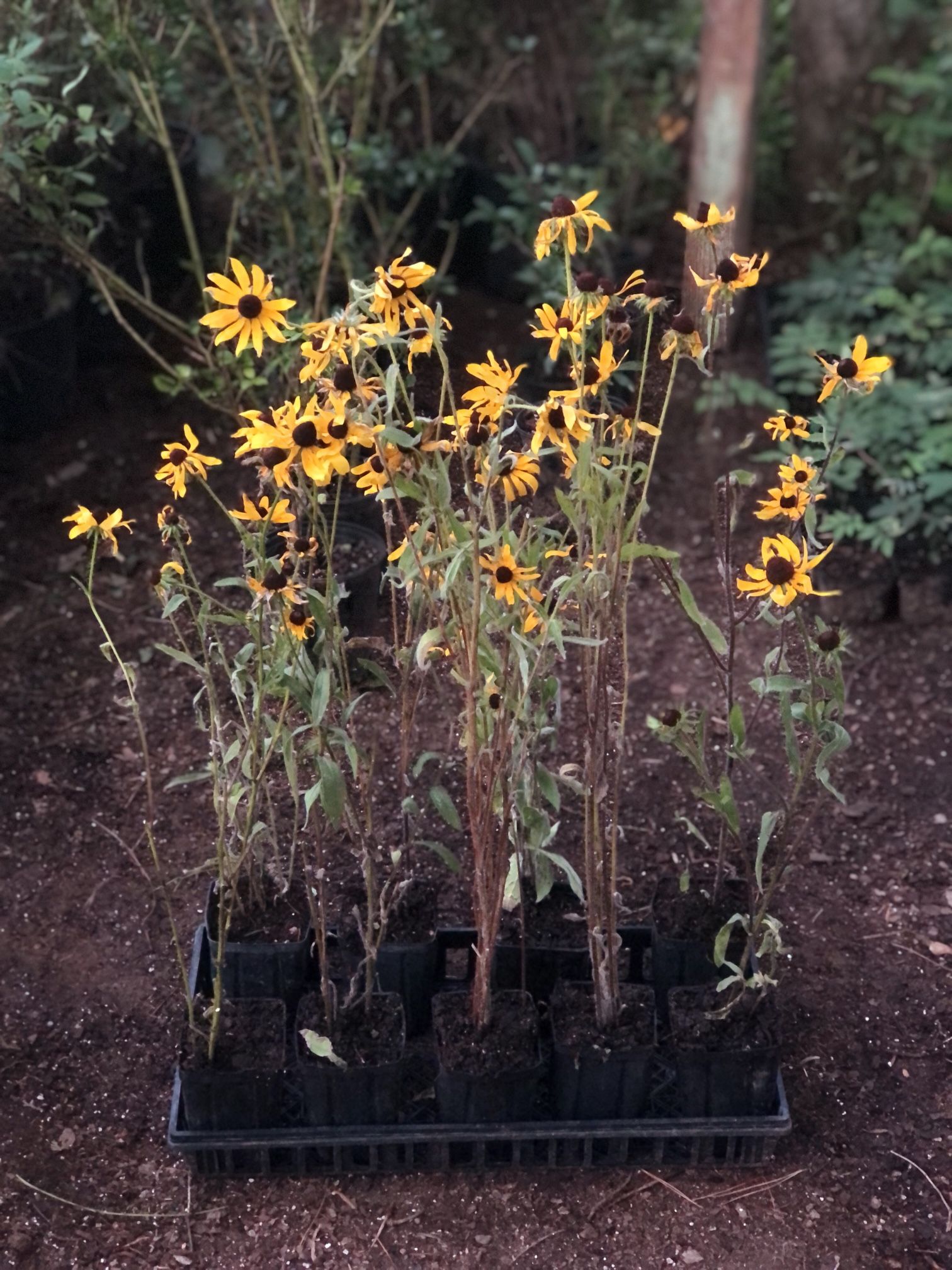 Black Eyed Susan