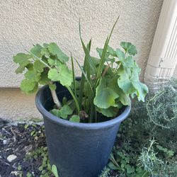 Beautiful Plant With Nice Smell For Sale