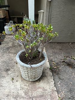 2 plants
