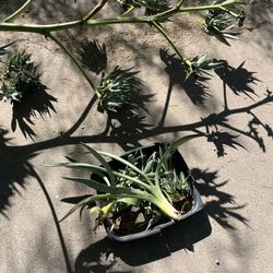 Very Young Agave
