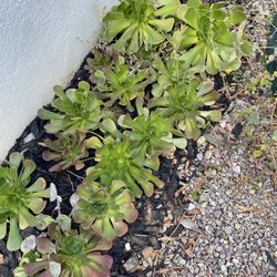 Succulents 