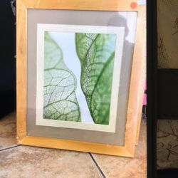 Leaf Veins Picture 