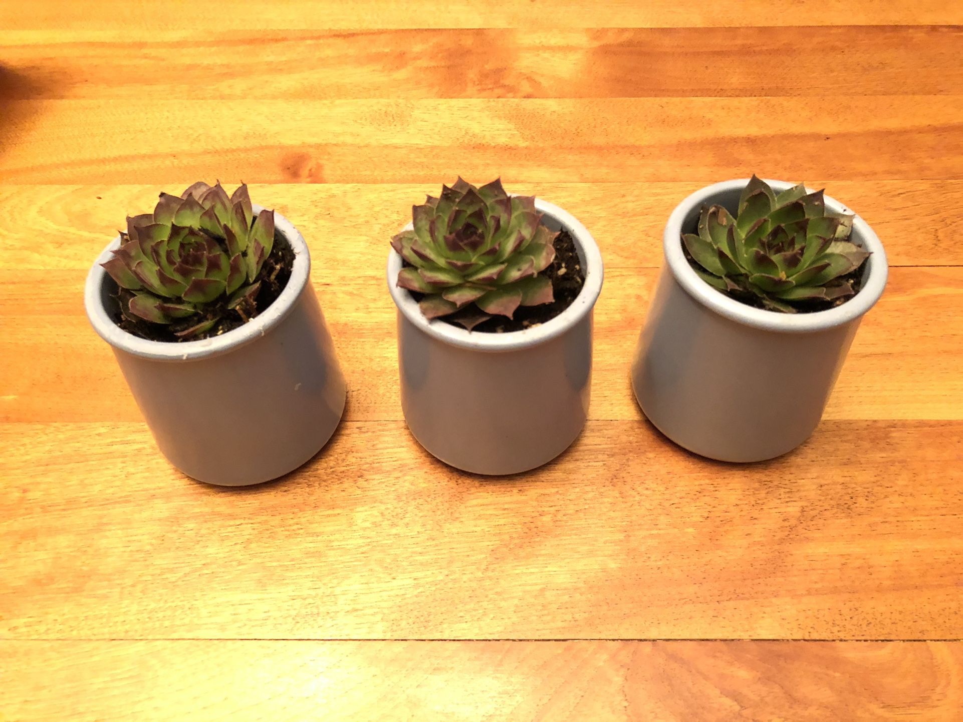 3 Live Succulents In Ceramic Planters