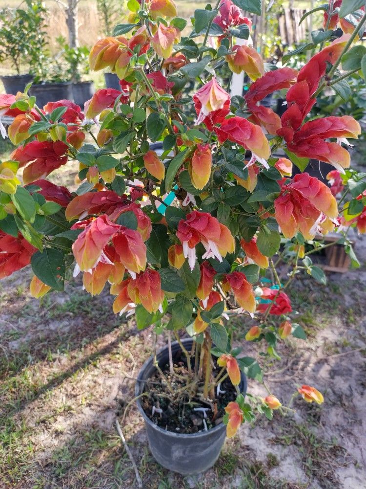 Plant Sale