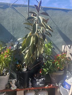 Rubber Tree (Ficus elastica)