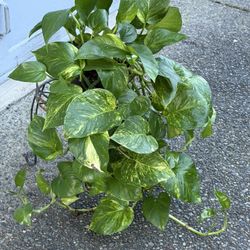 Hawaiian Pothos
