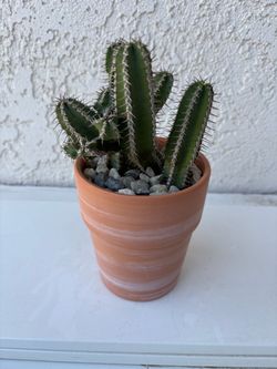 Euphorbia Polycantha