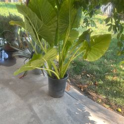 $30 esta hermosa planta
