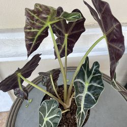 Alocasia Polly Rooted In 6” Pot Tag #93