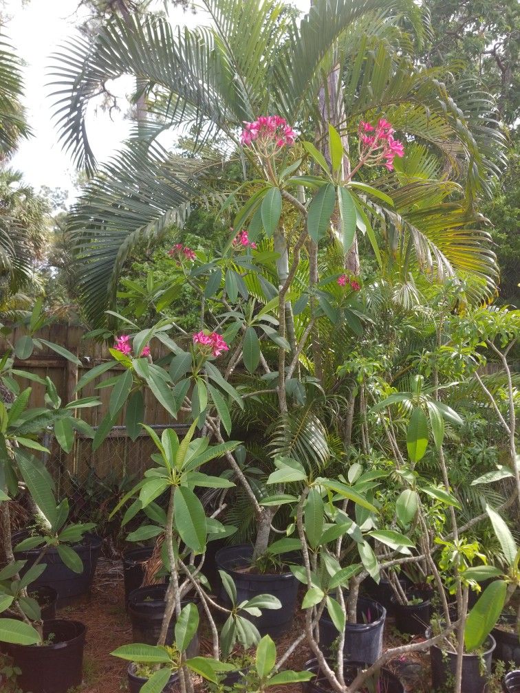 Big mature 15 Feet Plumeria tree