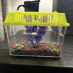 Small Fish Tanks With 2 Fishes Inside You Choose 