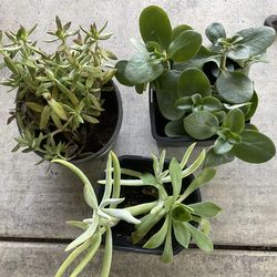 Plants for pots or landscaping in one gallon pots