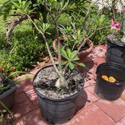 Desert Rose 