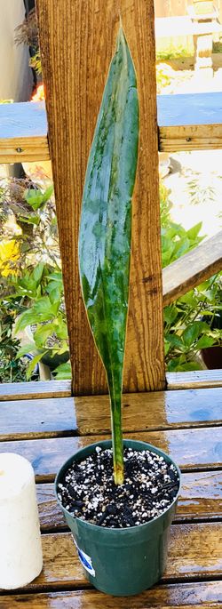 Live Whale Fin Snake plant in a plastic nursery planter pot—firm price