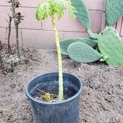 Papaya Tree $25
