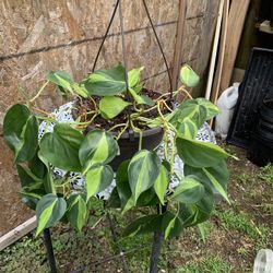 Indoor Plant