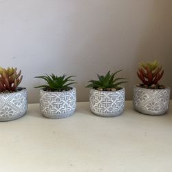 4 Succulents Plants With Cement Pots