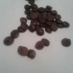 WESTERIA SEEDS