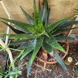 Maceta de Aloe Vera